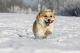 CORGI PEMBROKE 966